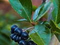 Aronia melanocarpa IMG_0881 Aronia czarna